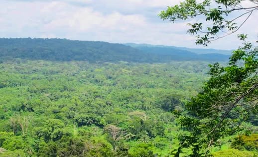 The magic of our Forest