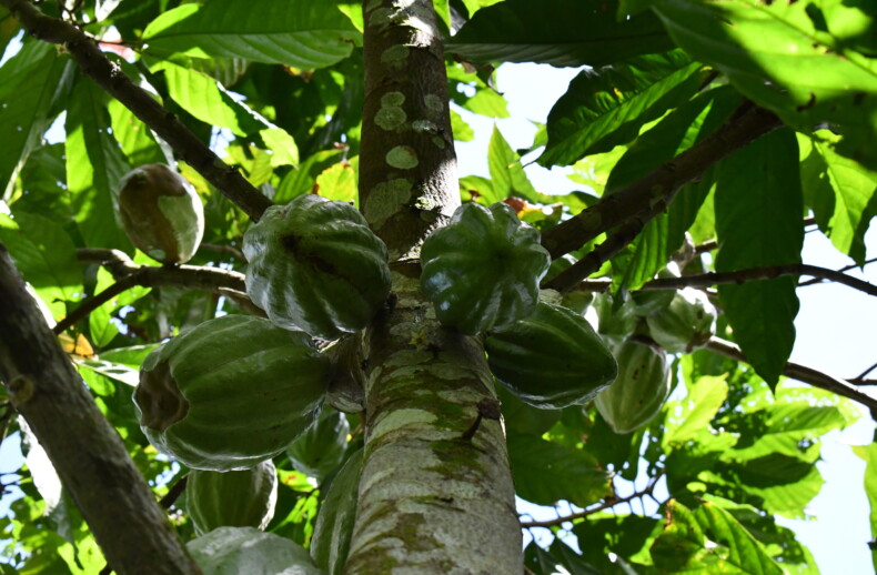 Maya Mountain North Forest Reserve